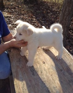 Pure White Akita Puppies for adoption