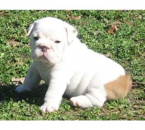 Sweet and very lovely English Bulldog puppies for sale