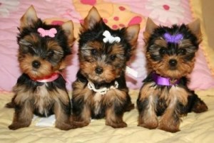 Two gorgeous New Year  male and female Yorkshire Terrier puppies for adoption to good loving and caring homes {347} 808 1753.