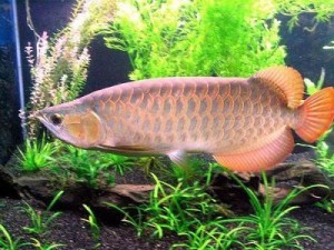 Quality Super Red Arowana Fish and Many Others Available For Sale