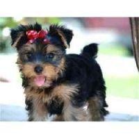 (Free) charming male and female Yorkie puppies available for new family home