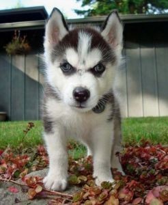 Male and Female Husky Puppies for free Adoption(include your phone number)