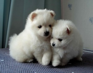 Two lovely pom puppies for new year gift