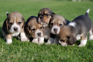 Akc Champion Beagle puppies for sale