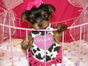 CHARMING AND AMAZING YORKIE PUPPIES FOR HOME ADOPTION..(FREE)
