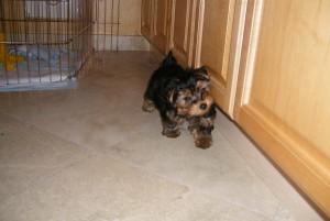 My teacup Yorkie babies are urgently looking for a lovely home