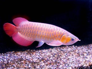 Quality Arowana Fishes Available For Sale at affordable prices