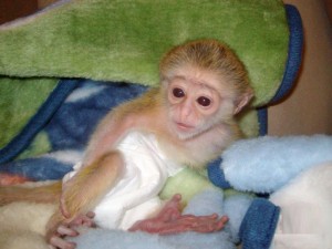 Active And Milky Baby Capuchin Monkeys