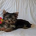 male and female yorkie puppies for free adoption