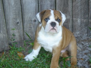 English Bulldogs for Re-homing Male and Female