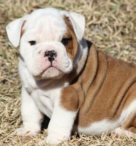 English bull dog  puppies for your family !!!