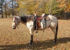 AQHA Registered Gelding Horse For Sale