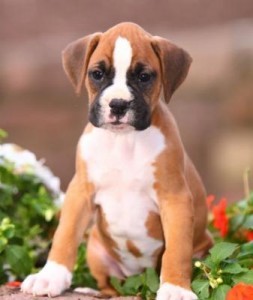 CHARMING NEW YEAR GIFT A MALE AND A FEMALE BOXER PUPPIES FOR YOUR KIDS