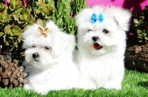 TWO LOVELY MALTESE PUPPIES FOR NEW YEAR GIFT!!!!!!!!!