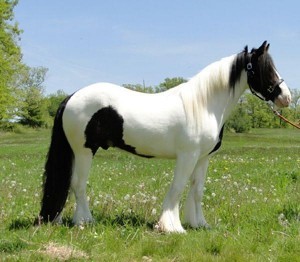 Gypsy Vanner Horse For Sale/Adoption