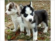 Nice Siberian Husky Puppies For Adoption