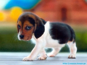 cute male and female beagle puppies for free adoption