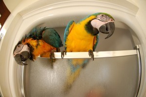 TWO GOLDEOUS MACAW BIRDS FORADOPTION(male and female) text us via #7187057646