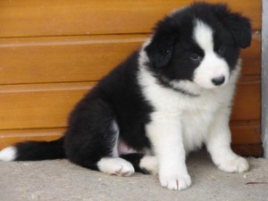 ADORABLE MALE AND FEMALE BORDER COLLIE FOR ADOPTION Text Us Now At (209-806-7616)