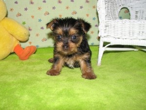 Excellent Yorkie Puppies Available for new looking home