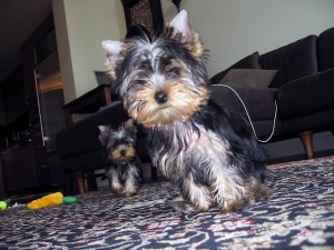 teacup yorkie puppies available for adoption. **(415) 578-1487