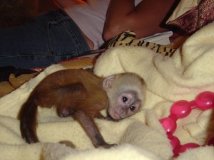 CHARMING BABY CAPUCHIN MONKEY READY FOR A NEW HOME