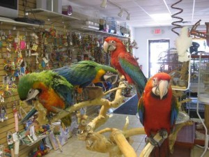 Macaws, Africans, Cockatoos and Conure Birds Available