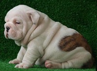 Male and Female English Bulldog Puppies Available please Text me at  (4017538364)