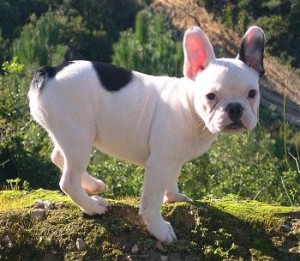 French Bulldog Puppy For Adoption