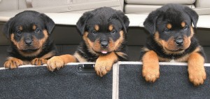 Cute Rottweiler puppies for adoption