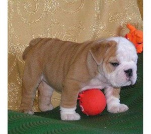 EXTRA CHARMING ENGLISH BULL DOG PUPPIES FOR FREE ADOPTION/AVAILABLE