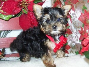 OUTSTANDING MALE AND FEMALE YORKIE PUPPIES FOR A NEW HOME.