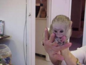 Home baby Monkeys that will catch your attention