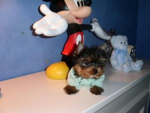 micro parti yorkie puppy in san diego - akc - 10 wks old(hellokiska@rediffmail.com)