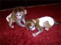 Male and Female Capuchin Baby Monkeys for sale