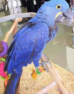 Cute Blue Macaw Parrots for adoption