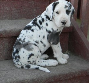Cute Great Dane puppy male and female  for sale now