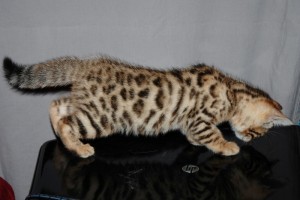 Gogees X Puckettpride Male and Female Bengal Kitten