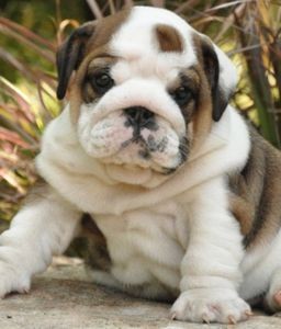Friendly,male and female English bull  dog puppies ,