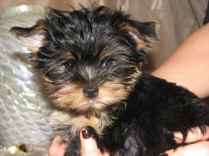 Awesome Yorkie Puppies Need a Companion.