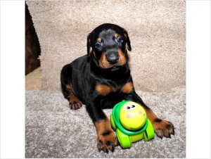 Adorable Doberman Puppies  available   ( 604) 674-9927