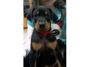 Calm and Gentile Looking Doberman Puppies  for Sale  ( 604) 674-9927