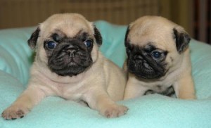 Healthy Pug Puppies Ready For A New Home.