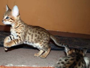 3 Lovely Savanah kittens for re-homing