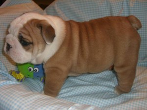 Male and Female English Bulldog puppies for adoption