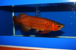 Fresh water tropical aquarium fishes for sale supply quality arowana fishes like, Asian red, RTG, super red, chili red, Golden X