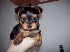 Affectionate male and female teacup yorkie puppies available