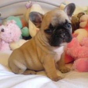 both home and potty trained akc registerd French bulldog puppies