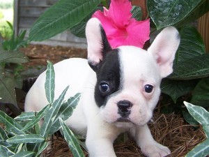 CHARMING VALENTINES GIFT A MALE AND A FEMALE FRENCH BULLDOG PUPPIES FOR YOUR LOVERS