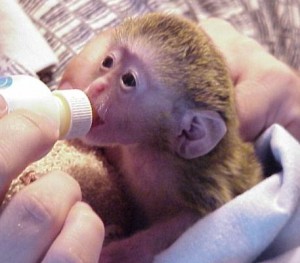 Exceptional Top Quality Baby Capuchin monkeys text (719) 782-8450